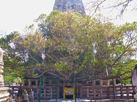 Arbol de Buda 460x345 El árbol más sagrado del mundo