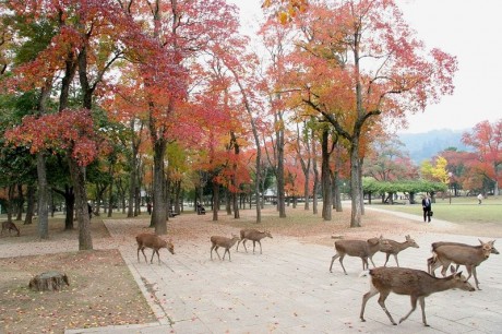 Ciervos en Nara 1 460x306 Los ciervos de Nara