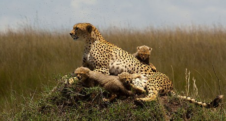 Guepardo con cachorros 460x246 Masai Mara y Serengeti, el Edén de África