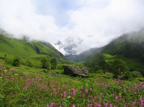 Valle de las flores 460x344 Un paraíso de flores en el Himalaya