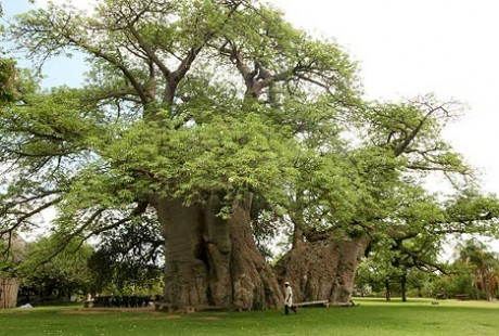 baobab 460x310 Sunland Baobab, un bar dentro de un árbol