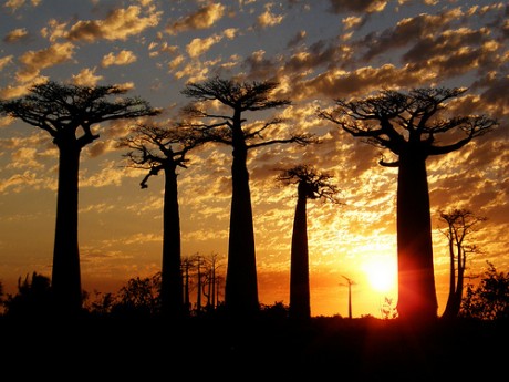baobabs 460x345 La Avenida de Baobabs, un paseo mítico de Madagascar