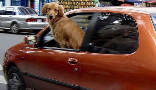 consejos viajar coche mascotas Consejos para viajar en coche con mascotas