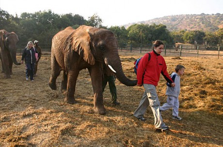 images gallery25 460x304 Acércate a los elefantes en su santuario de Johannesburgo