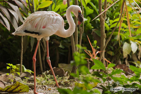 img flamingo 03 Jurong Bird Park, el parque de aves más grande del mundo