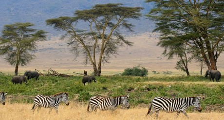 tanzania 460x247 El Parque Nacional de Serengueti, el paraíso de los safaris